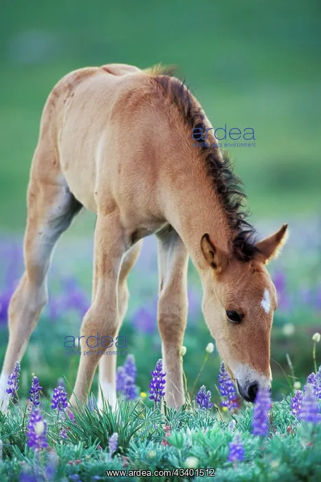 : Mustang Wild Horse - Colt checking out wildflowers : Mustang Wild Horse - Colt checking out wildflowers