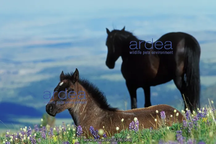 : Mustang Wild Horse - Colt in foreground (herd : Mustang Wild Horse - Colt in foreground (herd