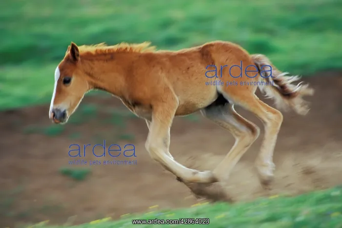 : Mustang Wild Horse - Colt kicks up its heels and : Mustang Wild Horse - Colt kicks up its heels and
