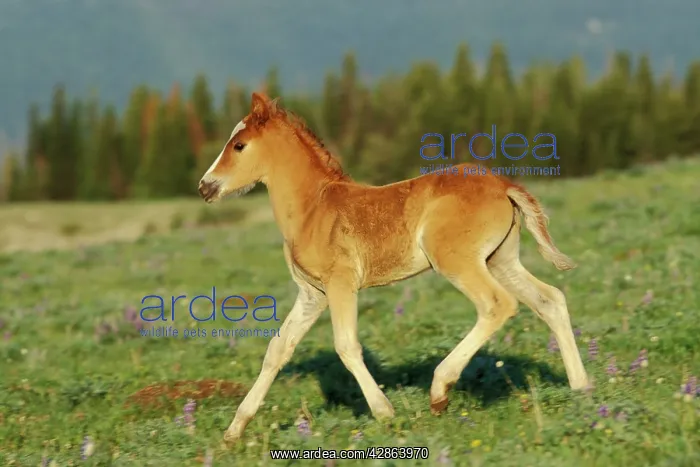: Mustang Wild Horse - Colt in meadow amongst wildflowers : Mustang Wild Horse - Colt in meadow amongst wildflowers