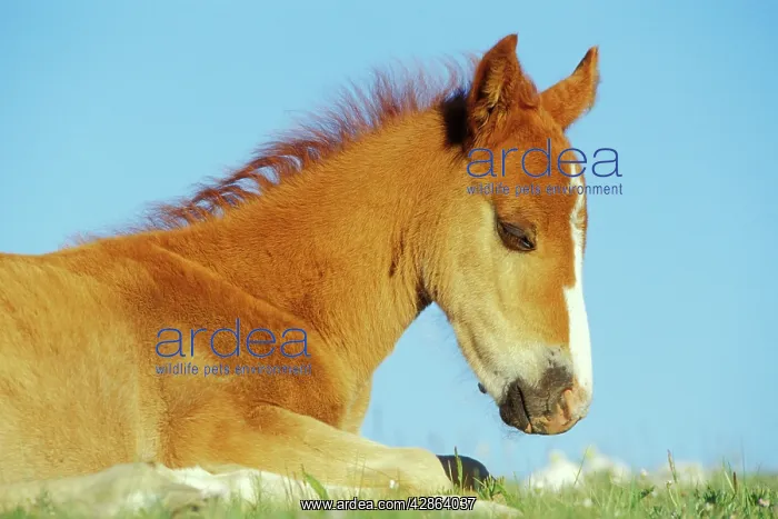  : Mustang Wild Horse - Colt rests