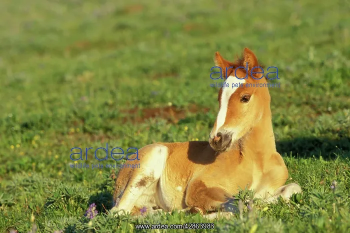 : Mustang Wild Horse - Colt rests for a moment in : Mustang Wild Horse - Colt rests for a moment in