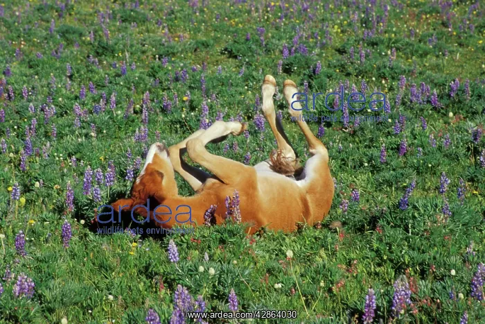 : Mustang Wild Horse - Colt rolls among wildflowers in meadow : Mustang Wild Horse - Colt rolls among wildflowers in meadow
