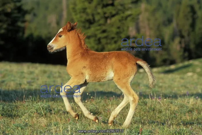 : Mustang Wild Horse - Colt running : Mustang Wild Horse - Colt running