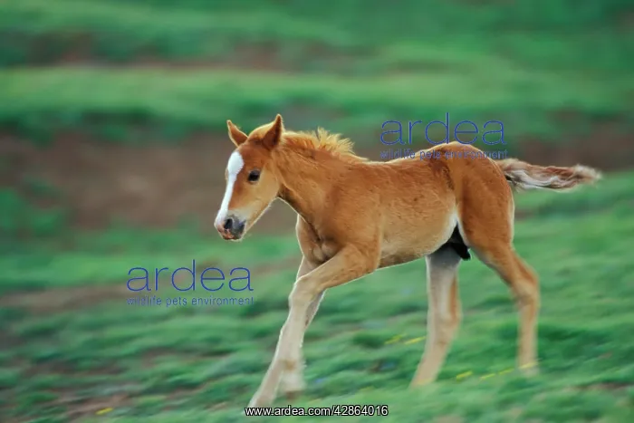 : Mustang Wild Horse - Colt runs about in play in meadow : Mustang Wild Horse - Colt runs about in play in meadow