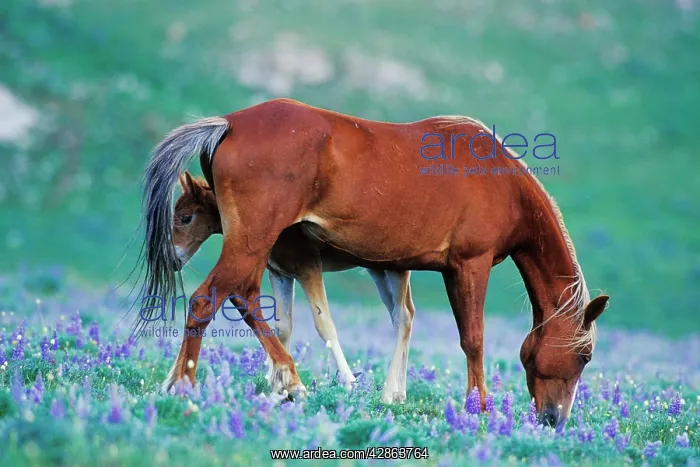  : Mustang Wild Horse - Colt stands where mother shoos