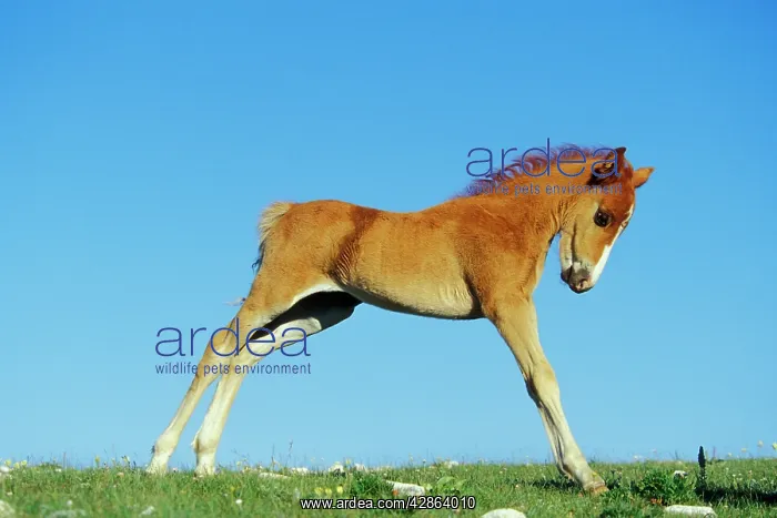 : Mustang Wild Horse - Colt stretching after getting : Mustang Wild Horse - Colt stretching after getting
