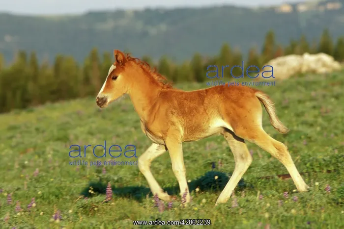: Mustang Wild Horse - Colt walks through meadow : Mustang Wild Horse - Colt walks through meadow