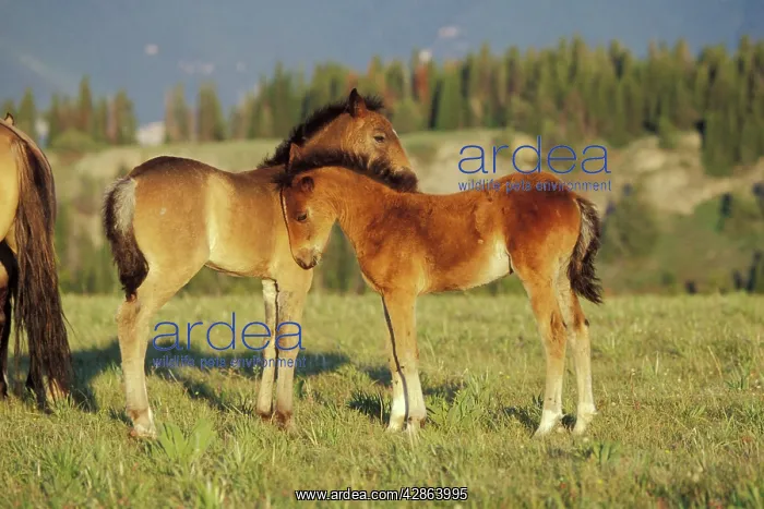 : Mustang Wild Horse - Two colts check one another out : Mustang Wild Horse - Two colts check one another out