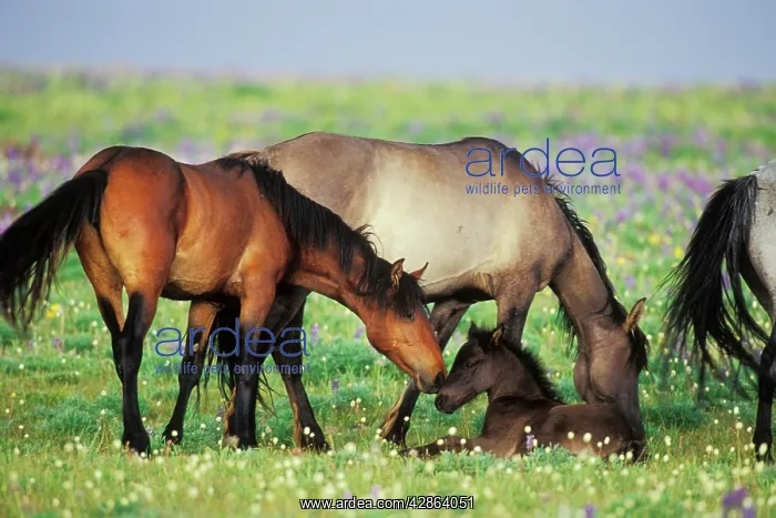 : Mustang Wild Horse - Herd (including young colt) : Mustang Wild Horse - Herd (including young colt)