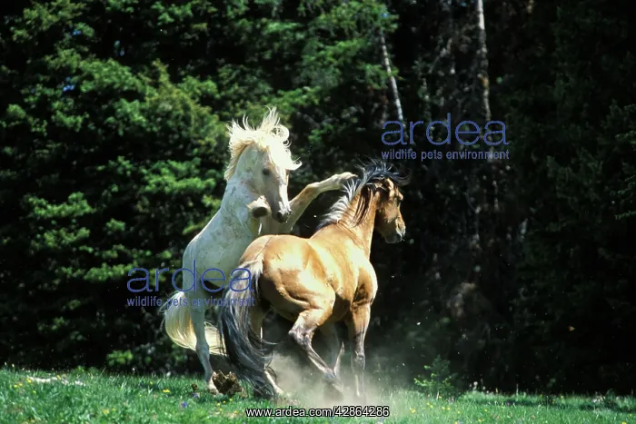 : Mustang Wild Horse - Herd stallions meet along : Mustang Wild Horse - Herd stallions meet along
