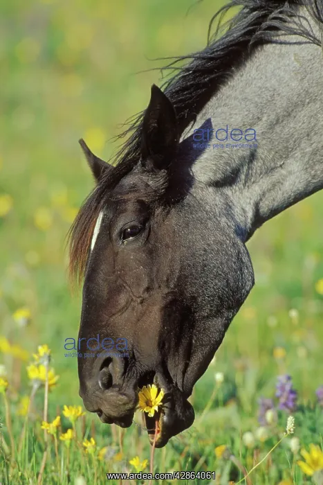 : Mustang Wild Horse - Mare eating wild flower : Mustang Wild Horse - Mare eating wild flower