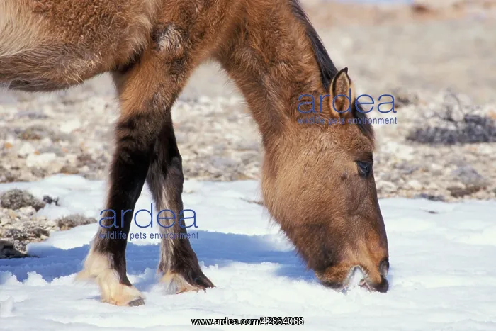 : Mustang Wild Horse - Mare eats snow to get fluid (drink) : Mustang Wild Horse - Mare eats snow to get fluid (drink)
