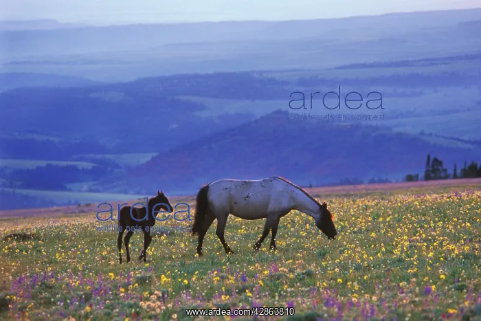 : Mustang Wild Horse - Mare with young colt feed : Mustang Wild Horse - Mare with young colt feed
