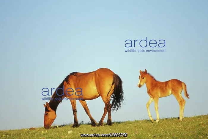 : Mustang Wild Horse - Mare with young colt in field : Mustang Wild Horse - Mare with young colt in field