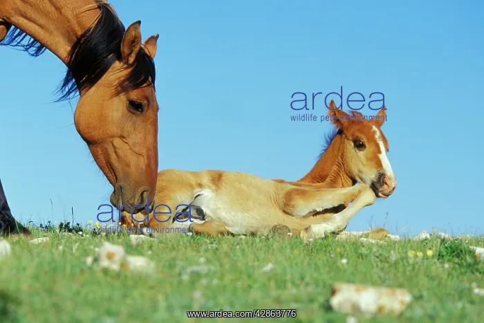 : Mustang Wild Horse - Mare with young colt in field : Mustang Wild Horse - Mare with young colt in field