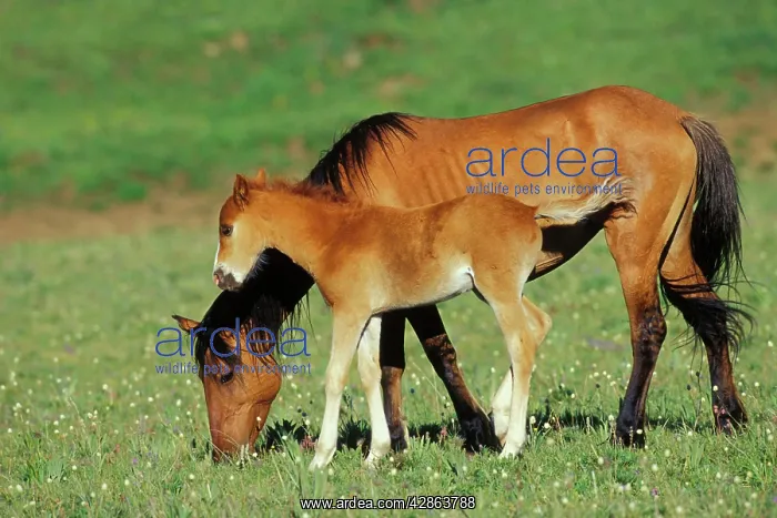 : Mustang Wild Horse - Mare with young colt in field : Mustang Wild Horse - Mare with young colt in field
