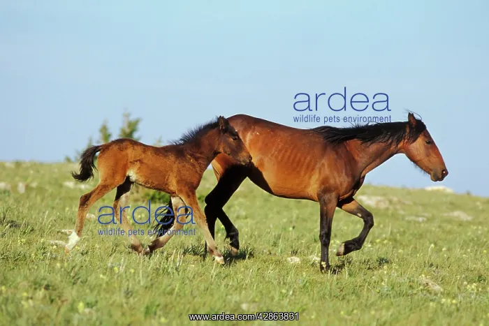 : Mustang Wild Horse - Mare with young colt in field : Mustang Wild Horse - Mare with young colt in field