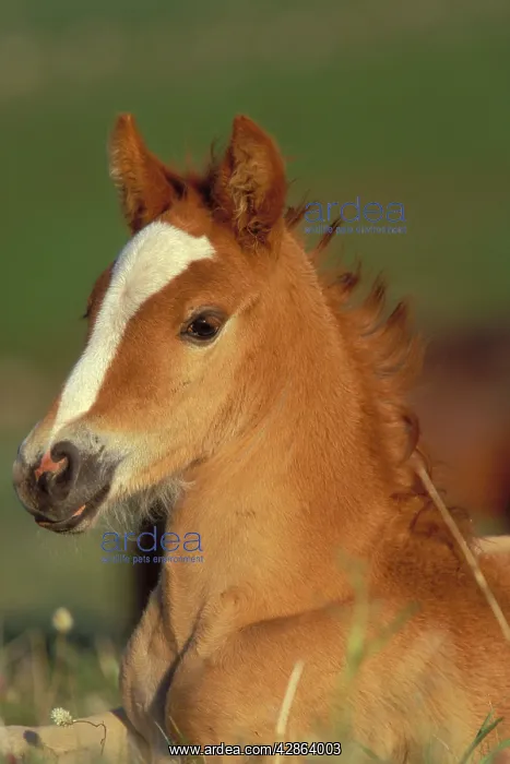  : Mustang Wild Horse  /  Mustang Colt