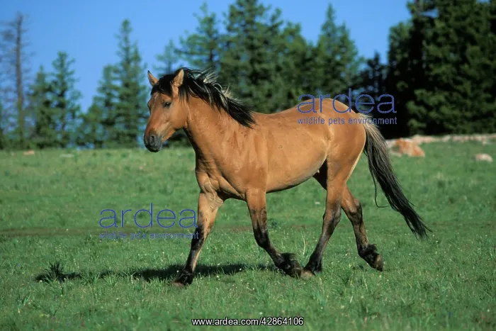 : Mustang Wild Horse - Stallion : Mustang Wild Horse - Stallion