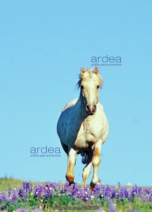 : Mustang Wild Horse - Stallion (named Cloud) gallops : Mustang Wild Horse - Stallion (named Cloud) gallops