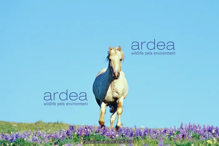 : Mustang Wild Horse - Stallion (named Cloud) gallups : Mustang Wild Horse - Stallion (named Cloud) gallups