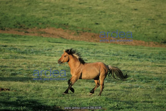 : Mustang Wild Horse - Stallion running across high : Mustang Wild Horse - Stallion running across high
