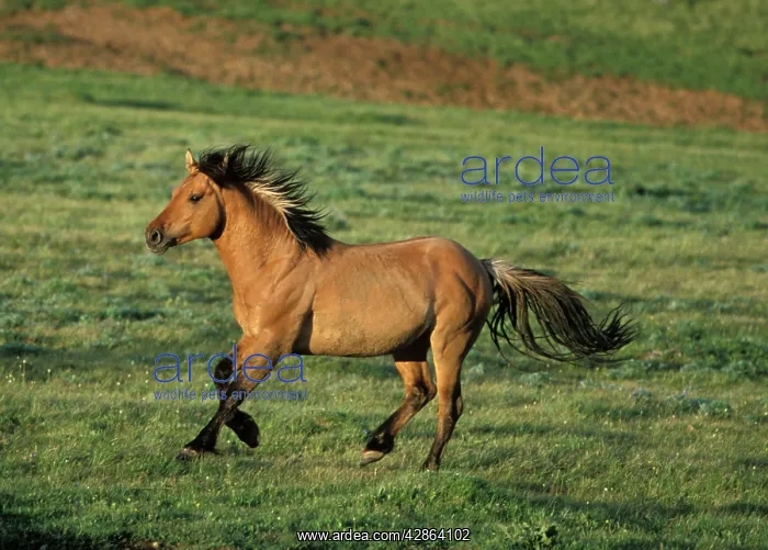 : Mustang Wild Horse - Stallion running across high : Mustang Wild Horse - Stallion running across high