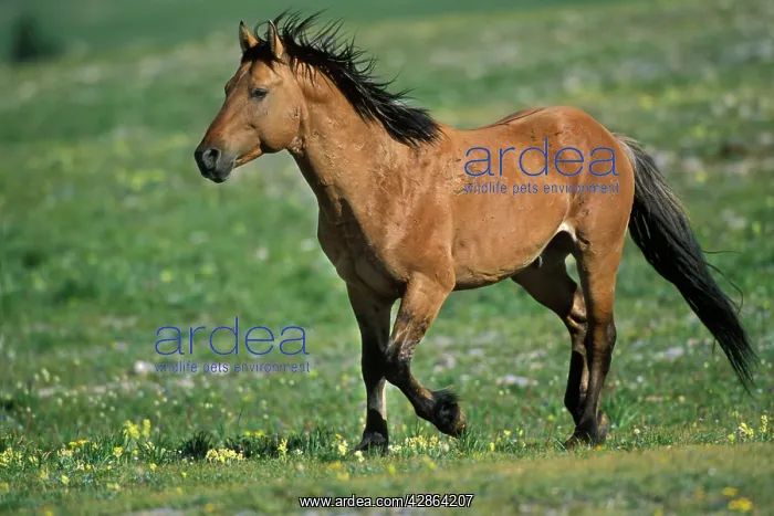: Mustang Wild Horse - stallion running across high : Mustang Wild Horse - stallion running across high