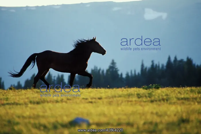 : Mustang Wild Horse - Stallion running across high : Mustang Wild Horse - Stallion running across high