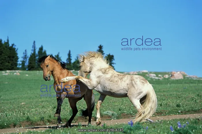 : Mustang Wild Horse - Stallions meet along backroad : Mustang Wild Horse - Stallions meet along backroad