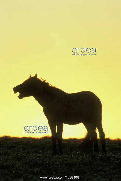 : Mustang Wild Horse - Whinnying or neighing at sunrise : Mustang Wild Horse - Whinnying or neighing at sunrise
