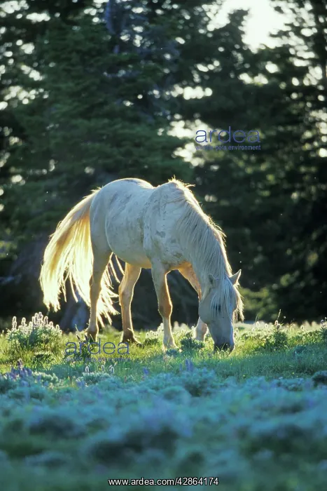 : Mustang Wild Horse - White stallion (named 'Cloud' : Mustang Wild Horse - White stallion (named 'Cloud'