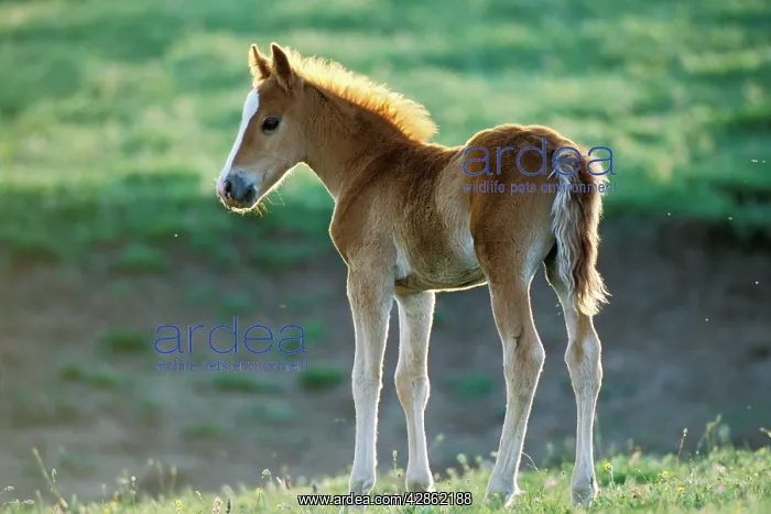 : Mustang Wild Horse - Young colt : Mustang Wild Horse - Young colt