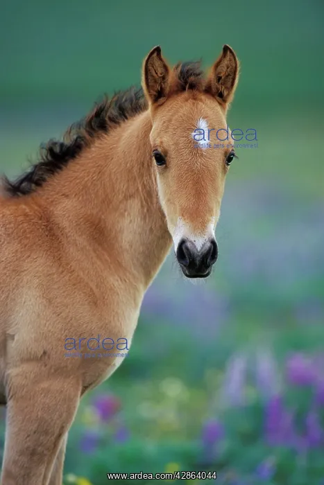 : Mustang Wild Horse - Young colt amongst wildflowers : Mustang Wild Horse - Young colt amongst wildflowers