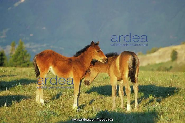 : Mustang Wild Horses - Two colts check each other : Mustang Wild Horses - Two colts check each other