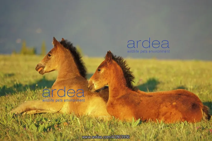 : Mustang Wild Horses - Two colts rest for a moment : Mustang Wild Horses - Two colts rest for a moment