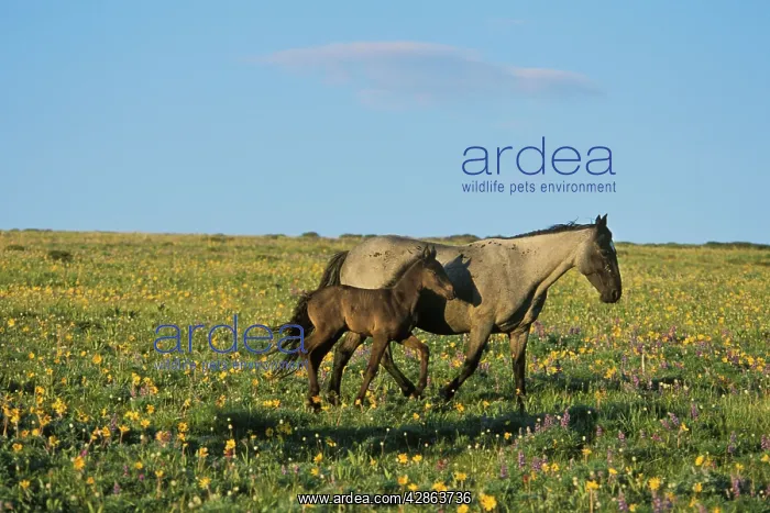 : Mustang Wild Horses - Mare with young colt in field : Mustang Wild Horses - Mare with young colt in field