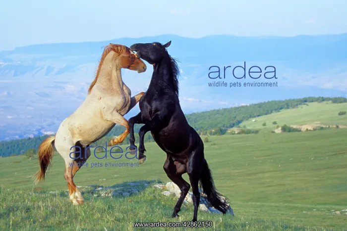 : Mustang Wild Horses - Two stallions in dominance : Mustang Wild Horses - Two stallions in dominance