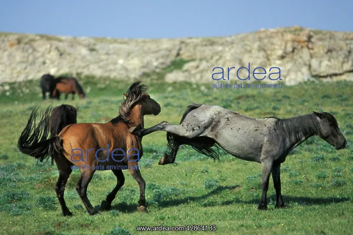 : Mustang Wild Horses - Two stallions fight over : Mustang Wild Horses - Two stallions fight over