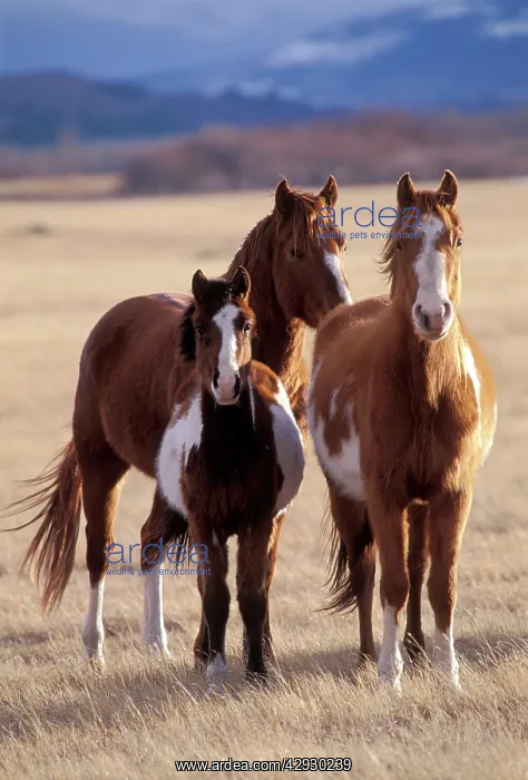 : Mustangs / Wild HORSES - Horses and foal standing : Mustangs / Wild HORSES - Horses and foal standing
