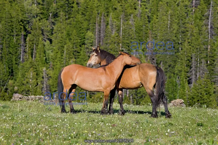 : Mustangs / Wild Horses - standing in meadow carpeted : Mustangs / Wild Horses - standing in meadow carpeted