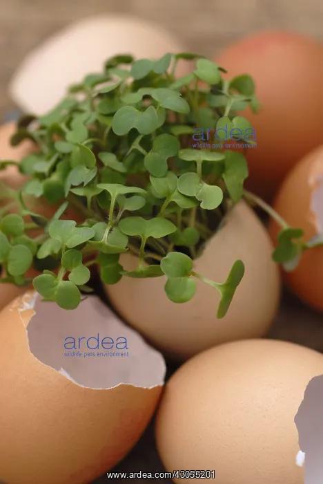 : Mustard, Yellow mustard, Sinapis alba : Mustard, Yellow mustard, Sinapis alba