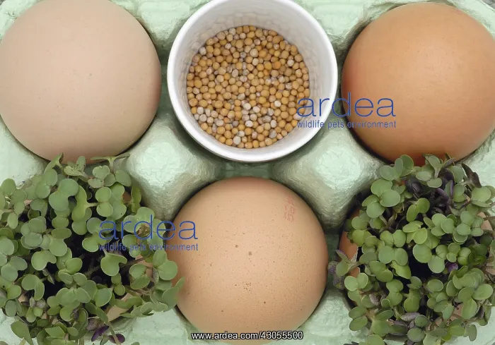  : Mustard, Yellow mustard, Sinapis alba