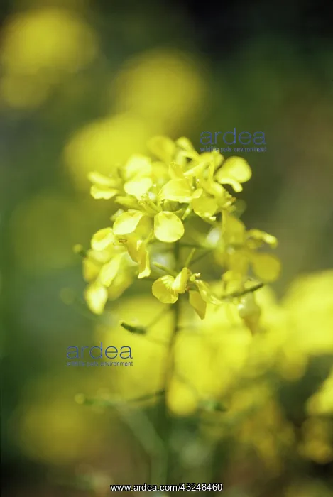 : Mustard, White mustard, Sinapis alba : Mustard, White mustard, Sinapis alba