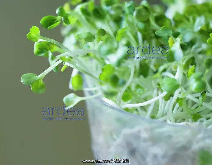 : Mustard, Yellow mustard, Sinapis alba : Mustard, Yellow mustard, Sinapis alba