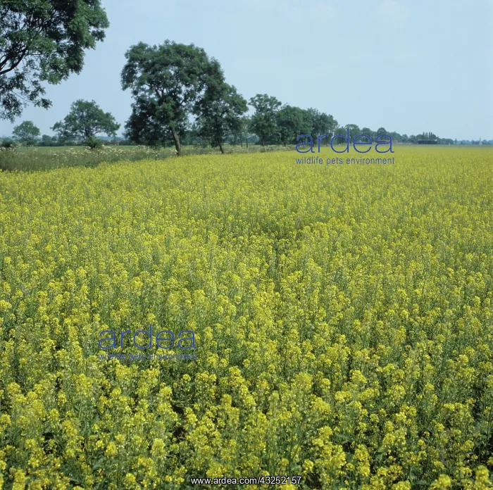 : Mustard (Brassica juncea), Cambridgeshire, UK : Mustard (Brassica juncea), Cambridgeshire, UK