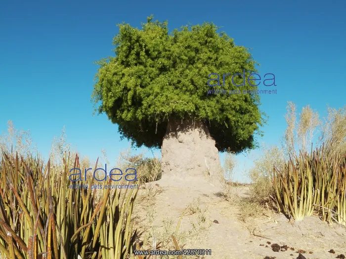 : Mustard Bush / Toothbrush Tree - growing on and : Mustard Bush / Toothbrush Tree - growing on and