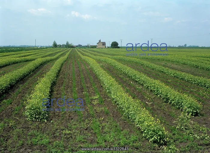 : Mustard crop : Mustard crop