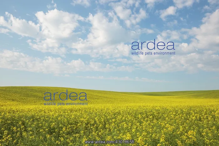  : Mustard Fields with clouds